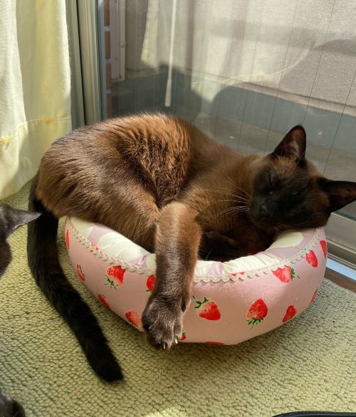猫ちゃん用ベッド＊ハンドメイド - 猫用品